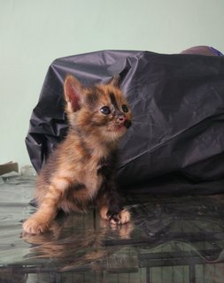 Lily - Tortoiseshell Cat