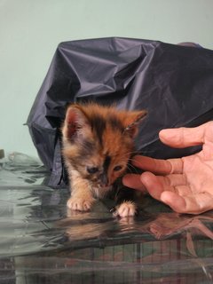 Lily - Tortoiseshell Cat