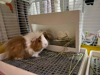 Coffee &amp; Muffin - Guinea Pig Small & Furry