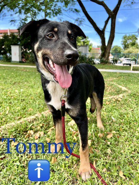 Tommy - Mixed Breed Dog