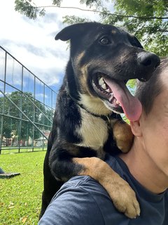 Tommy - Mixed Breed Dog