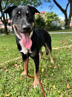 Tommy - Mixed Breed Dog