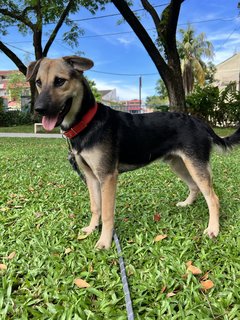 Jerry - Mixed Breed Dog