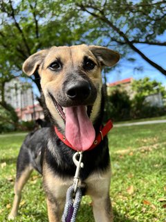 Jerry - Mixed Breed Dog