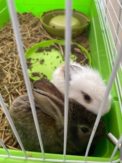 Itsy &amp; Bitsy - Angora Rabbit + Bunny Rabbit Rabbit