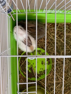 Itsy &amp; Bitsy - Angora Rabbit + Bunny Rabbit Rabbit