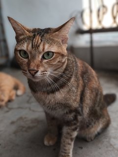 Sandy - Domestic Short Hair Cat