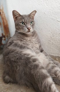 Yoko - Japanese Bobtail + Domestic Short Hair Cat