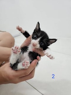 3 Cute Healthy Kittens  - Domestic Medium Hair Cat