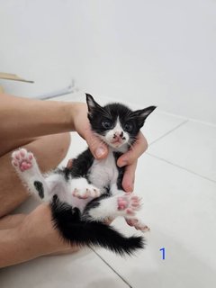 3 Cute Healthy Kittens  - Domestic Medium Hair Cat