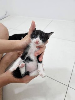 3 Cute Healthy Kittens  - Domestic Medium Hair Cat