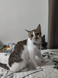 Smokey &amp; Mariam - Domestic Short Hair Cat