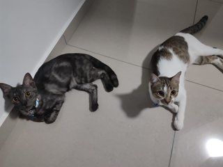 Smokey &amp; Mariam - Domestic Short Hair Cat