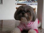 Becky - Shih Tzu Dog