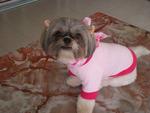 Becky - Shih Tzu Dog