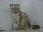 Hera - Scottish Fold Cat