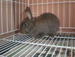 Hunny - Netherland Dwarf + Bunny Rabbit Rabbit