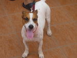 PF12751 - Jack Russell Terrier Dog