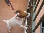 PF12751 - Jack Russell Terrier Dog