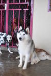 Champion Bloodline Siberian Husky - Siberian Husky Dog