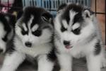 Champion Bloodline Siberian Husky - Siberian Husky Dog