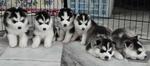 Champion Bloodline Siberian Husky - Siberian Husky Dog