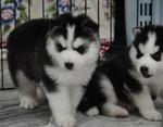 Champion Bloodline Siberian Husky - Siberian Husky Dog