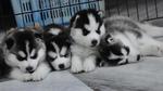 Champion Bloodline Siberian Husky - Siberian Husky Dog