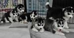 Champion Bloodline Siberian Husky - Siberian Husky Dog