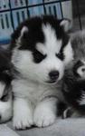 Champion Bloodline Siberian Husky - Siberian Husky Dog