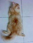 Yellow - Domestic Long Hair Cat