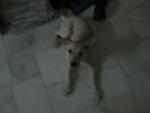 Urgently Looking For Adopter - Labrador Retriever Mix Dog