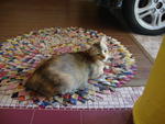 Kicik&gt;mika-kimi-comot - Domestic Medium Hair + Domestic Short Hair Cat