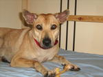 Charlotte - Mixed Breed Dog