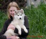 Hello Hello Hello - Siberian Husky Dog