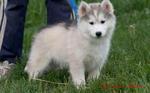 Hello Hello Hello - Siberian Husky Dog