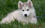 Hello Hello Hello - Siberian Husky Dog