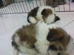 Homebred Shihtzu Puppies Tricolor - Shih Tzu Dog