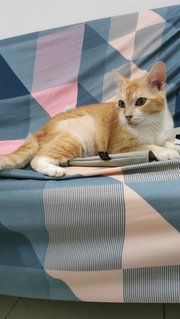 Donald Trump - British Shorthair + Domestic Short Hair Cat