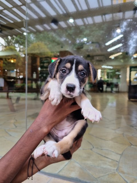 Blue - Mixed Breed Dog