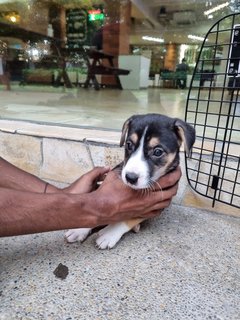 Blue - Mixed Breed Dog