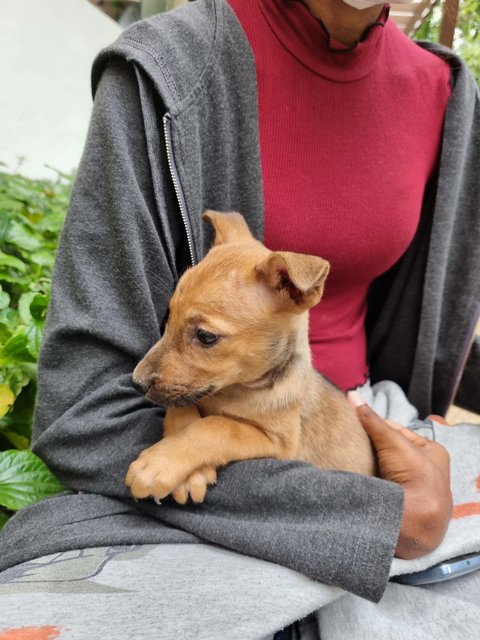 Lulu - Mixed Breed Dog