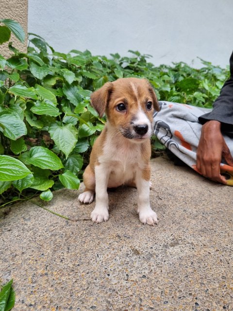 Lady - Mixed Breed Dog