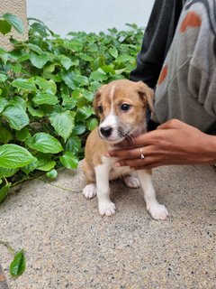 Lady - Mixed Breed Dog