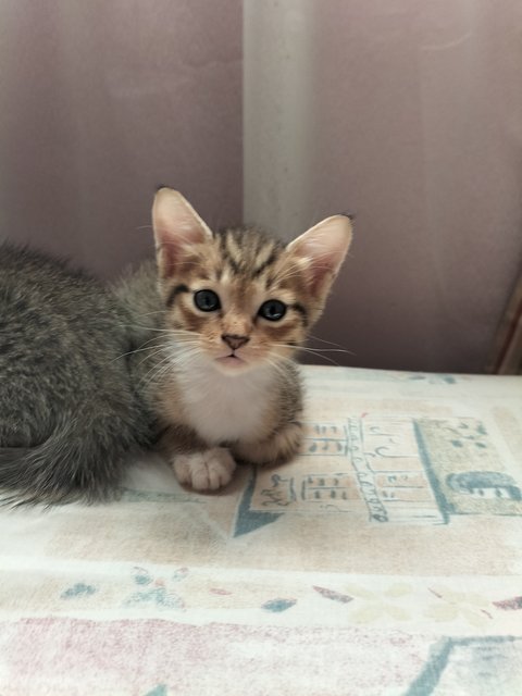 Tini The Tiny Baby - Domestic Short Hair + Tabby Cat