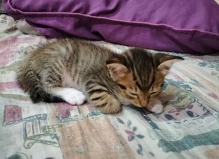 Tini The Tiny Baby - Domestic Short Hair + Tabby Cat