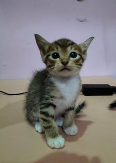 Tini The Tiny Baby - Domestic Short Hair + Tabby Cat