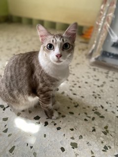 Rescued Cuties - Domestic Short Hair Cat