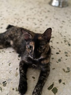 Rescued Cuties - Domestic Short Hair Cat