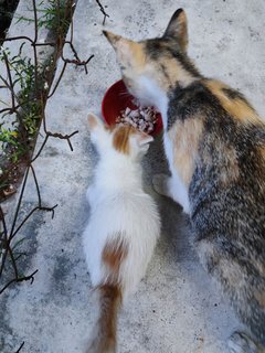 Leon - Domestic Medium Hair Cat